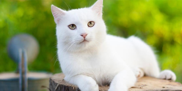 Có thể bạn chưa biết - Loài mèo trong tiếng Nga có đến 12 cách gọi