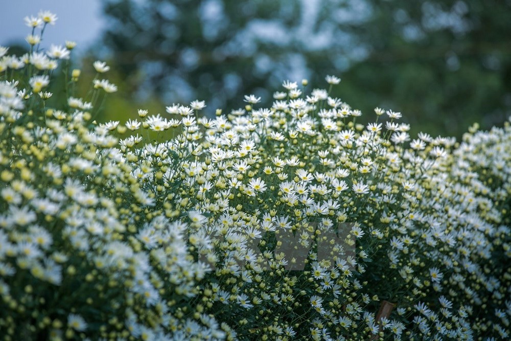 Gửi lời chào Đông - đón giáng sinh cùng Cúc họa mi