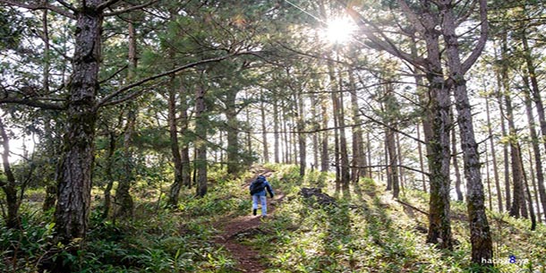 5 kỹ năng sinh tồn CẦN-PHẢI-BIẾT khi bạn bị lạc trong rừng