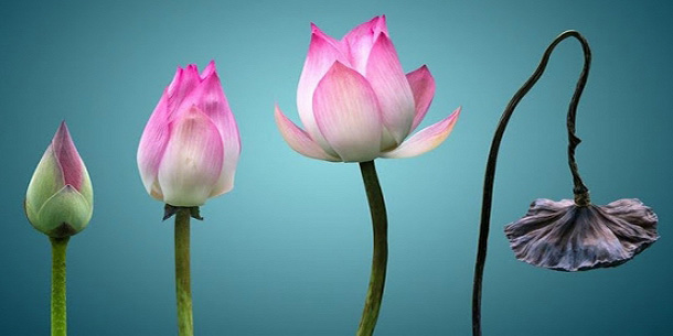 NHỮNG QUY LUẬT SINH TỒN BIẾT CÀNG SỚM SỐNG CÀNG TỐT