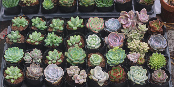 Sự kiện vì môi trường: Đổi rác lấy cây (tháng 7)