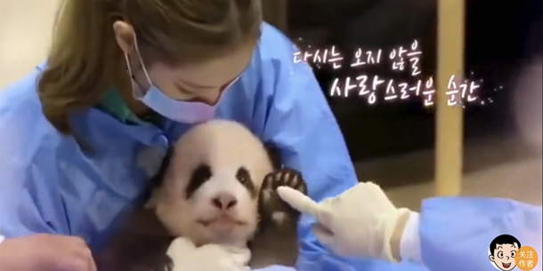 Công viên Everland lên tiếng giải thích sau khi Netizen Trung buộc tội BLACKPINK chạm vào "quốc bảo" gấu trúc bằng tay không