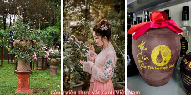 Chương trình miễn phí: Thưởng lãm nghệ thuật Cúc hoa hoài thu
