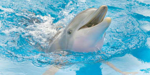 Chú cá heo Winter trong bộ phim Dolphin Tale - Câu chuyện cá heo (2011) đã qua đời