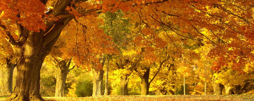 DU LỊCH  - ĐI TÌM MÙA THU XỨ HÀN