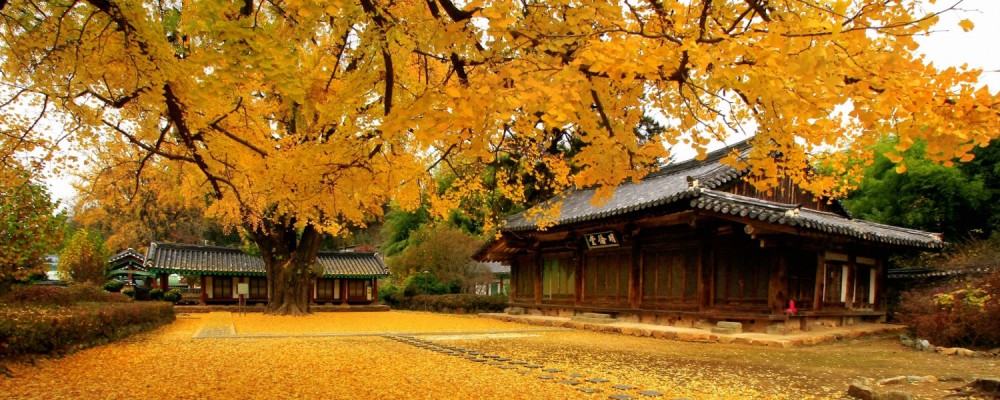 DU LỊCH  - ĐI TÌM MÙA THU XỨ HÀN