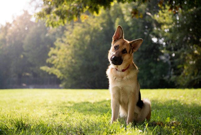 Vì sao chó hay nghiêng đầu khi nghe chủ nói chuyện?