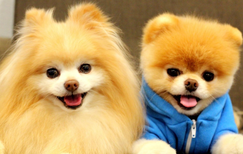 Chia sẻ kinh nghiệm nu&ocirc;i c&uacute;n con