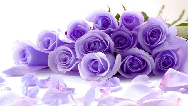 Giải mã ý nghĩa của mỗi loài hoa hồng